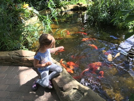 Feeding fish at the Rock Island Botanical Garden2